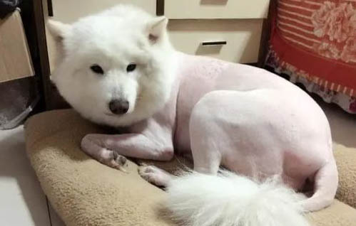 狗狗很挑食怎么办