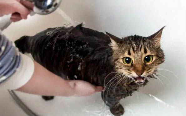小猫腹部积水自愈