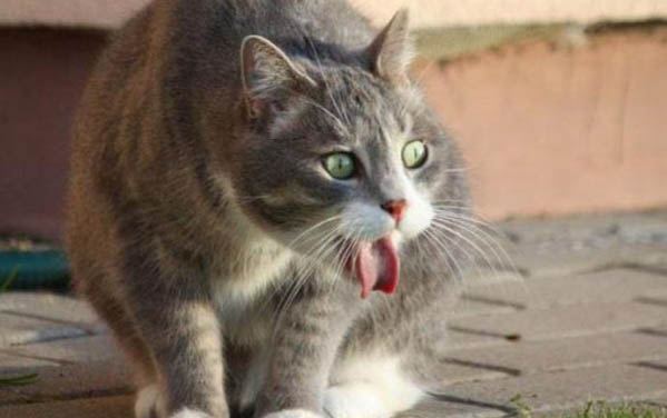 猫咪怀孕流血多久会生