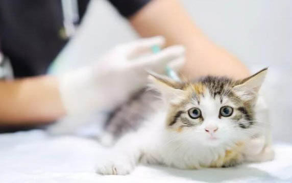 猫几个月可以生小猫?