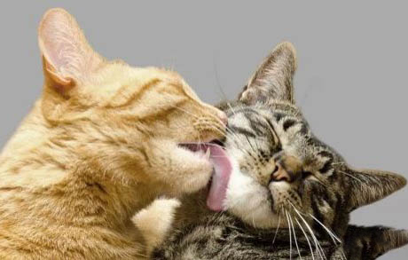传腹的猫排尿好吗