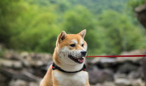 柴犬四个月标准体重