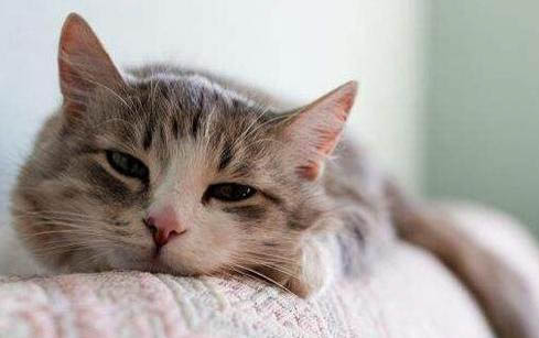 猫和狗能吃土豆吗