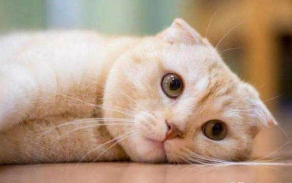 猫咪不能吃哪些鱼
