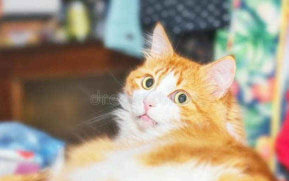 公猫绝育要多久?猫为什么要绝育呢