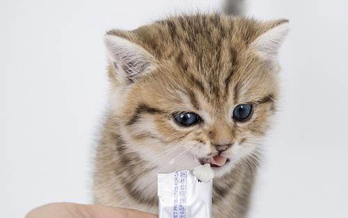 猫粘上粘鼠板的胶怎么去除