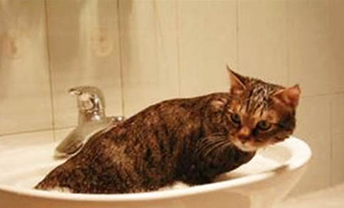 宠物猫一天拉几次屎