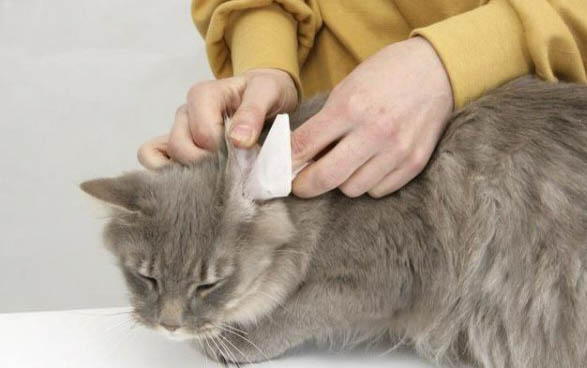 猫咪耳朵上长了小疙瘩一样的东西怎么办
