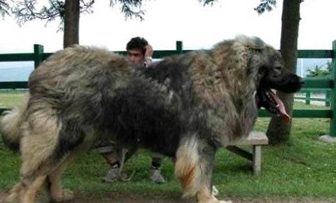 2个月的狗得了犬瘟能活多久