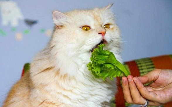 刚出生的小猫死没死怎么判断