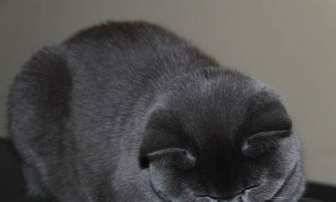 猫爬架怎么清洗