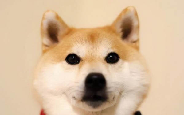 狗狗在哪里买比较靠谱