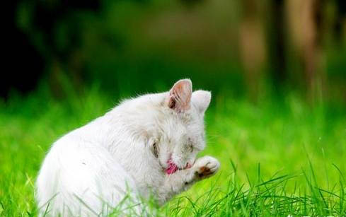 小猫一天拉几次屎