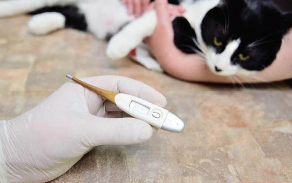 2个月小猫得了猫瘟存活率高吗为什么