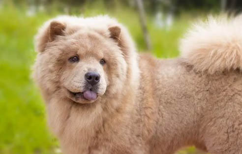 狗狗怀孕几个月生