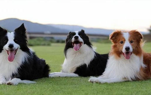 边牧犬可以看家吗