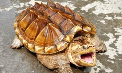 小鳄龟多长时间喂一次