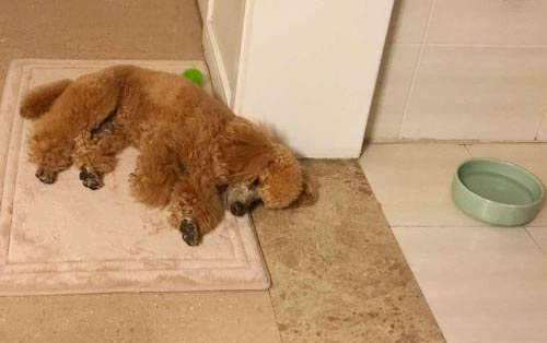 泰迪如何预防细小病毒