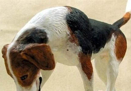 美国猎狐犬肥胖怎么减肥