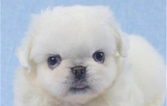 幼犬细小症状前兆