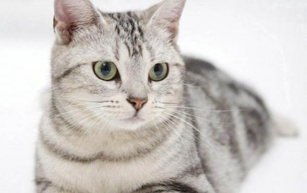 小猫做绝育后几天能恢复正常