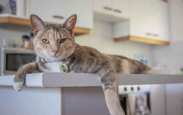 猫咪眼圈发红流眼泪怎么回事啊