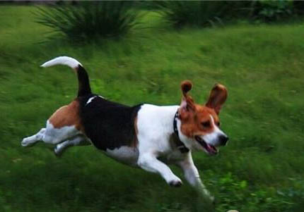 比格犬和柯基犬哪个好