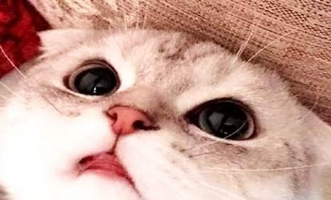 宠物猫口臭的原因及处理方法