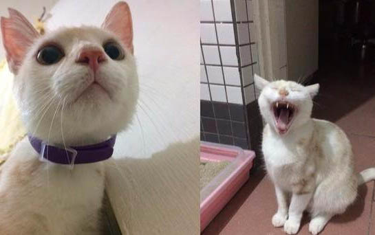 刚出生的小猫不喝注射器里的奶怎么办呢
