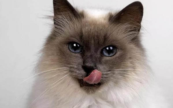 猫咪吃猫粮就吐已经几天了怎么办