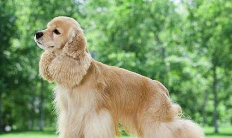 美国可卡犬多少钱一只?