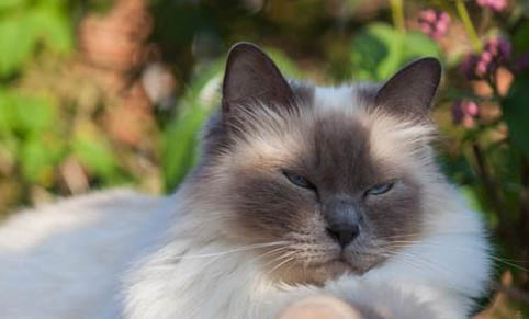 猫咪舔毛的时候为什么会咬自己