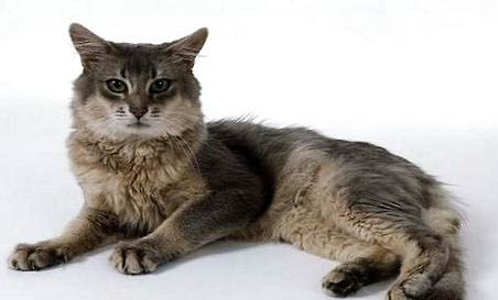 索马里猫尿结石的原因及处理方法