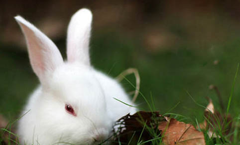 兔子球虫病怎么预防
