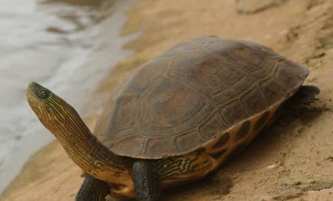 珍珠龟可以深水养吗