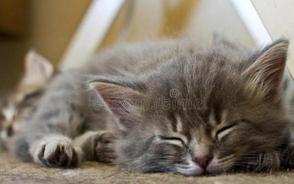 小猫咪得猫藓可以自愈吗