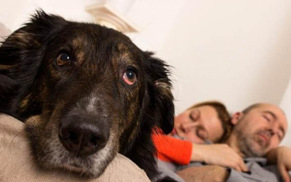 狗狗感冒咳嗽可以吃什么药呢?