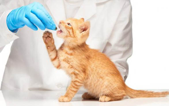 20天小猫拉稀怎么办