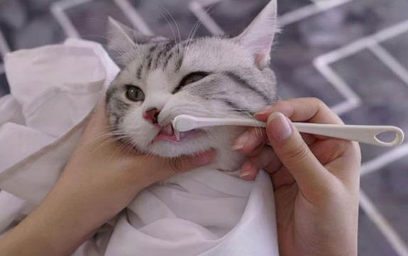 新猫需要隔离吗?