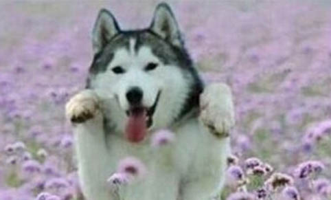 怎么训练哈士奇犬不乱咬东西