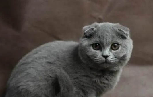 英短蓝猫怎么看纯不纯