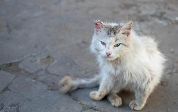 猫咪有异食癖怎么治疗