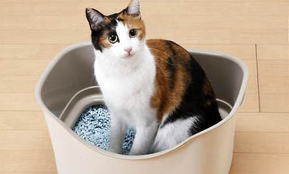 猫咪腹水能活多久