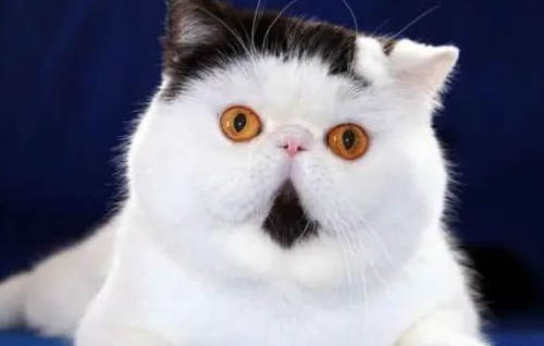 英国短毛猫有哪些品种