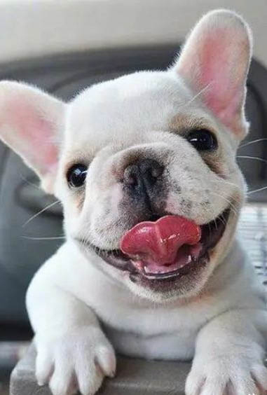 法国斗牛犬多久洗一次澡?