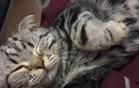 深色猫粮和浅色猫粮哪个好