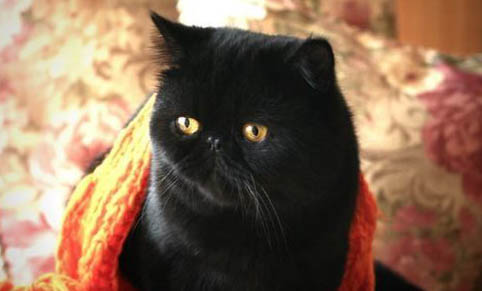 猫咪托运30个小时受得了吗?