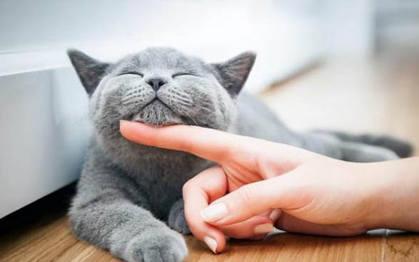 猫咪反感你怎么办?