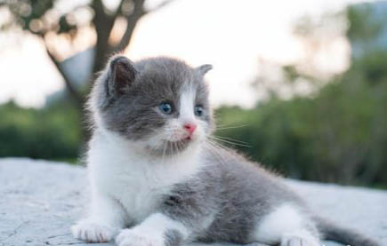 生小猫脐带怎么处理?