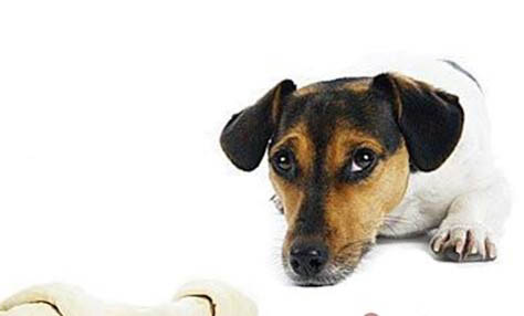 犬瘟死了多久可以养